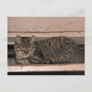 Tabby is dozing postcard