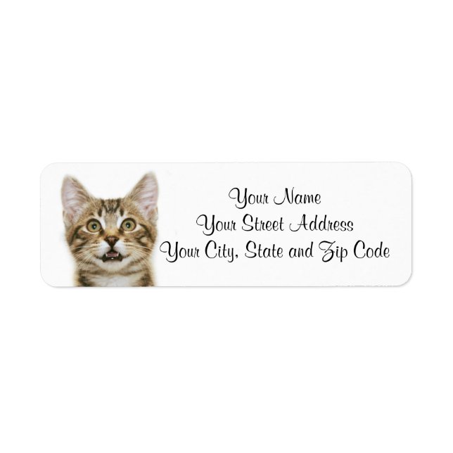 Tabby Kitten Brown (Devant)