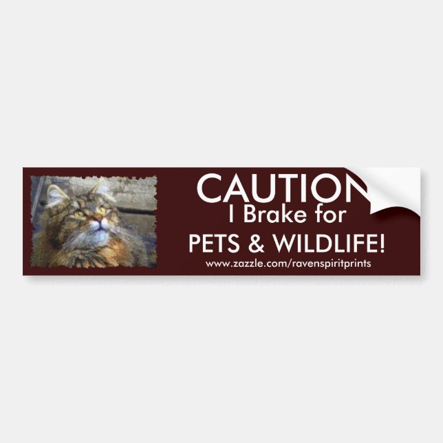 TABBY KITTEN Bumper Sticker Collection (Front)