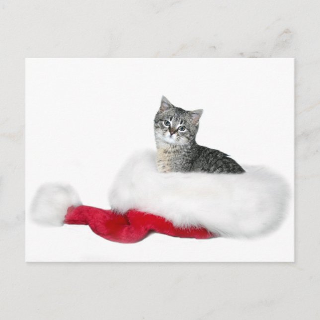 Tabby kitten Christmas Holiday Postcard (Front)