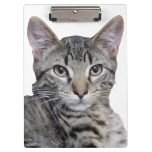 Tabby Kitten Clipboard
