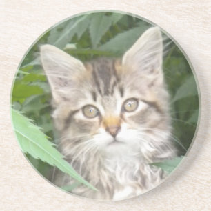Tabby Kitten Coaster