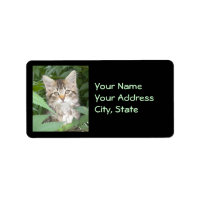Tabby Kitten Étiquettes de adresse