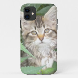 Tabby Kitten iPhone 5 case