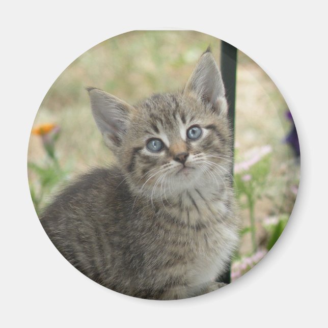 Tabby kitten magnet (Front)