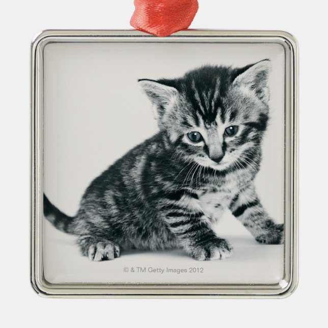 Tabby Kitten Metal Ornament (Front)