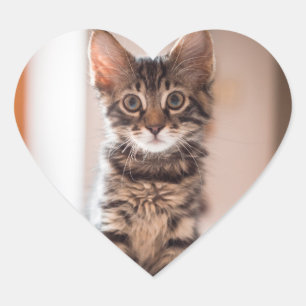 Tabby Kitten on the Table Heart Sticker