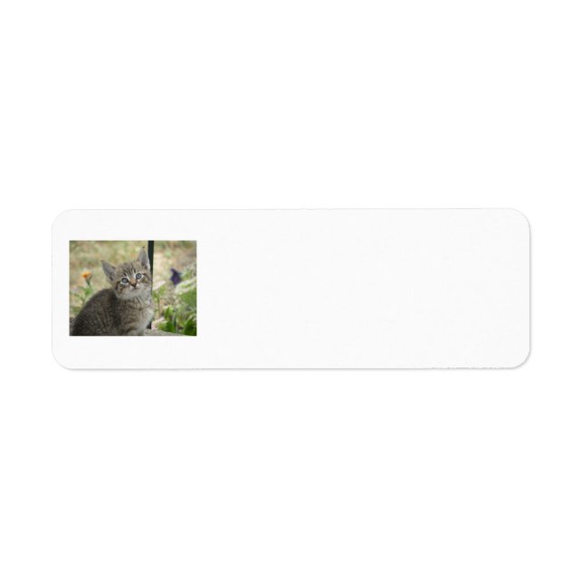 Tabby Kitten Return Address labels (Front)