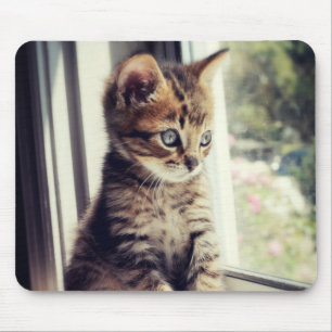 Tabby Kitten Watching Mouse Pad