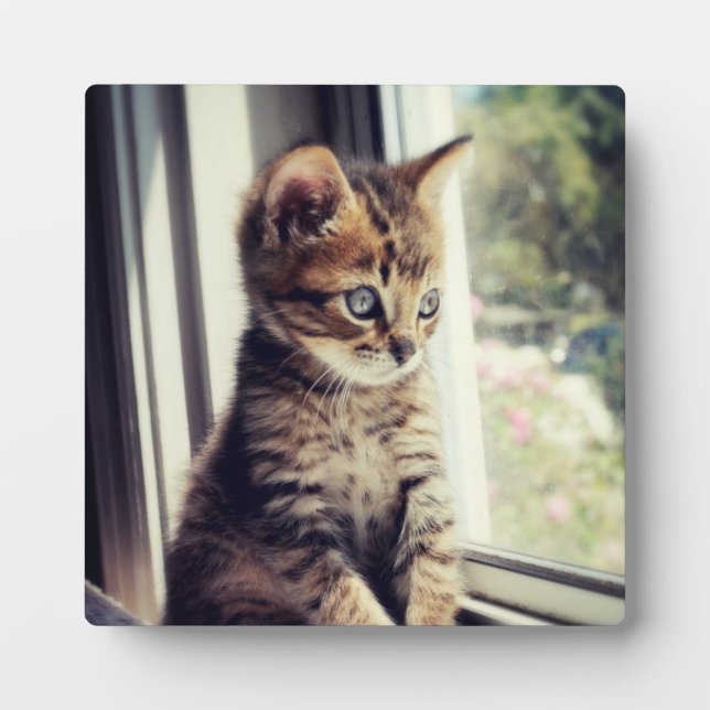 Tabby Kitten Watching Plaque (Front)