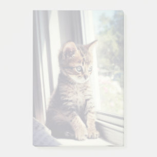 Tabby Kitten Watching Post-it Notes
