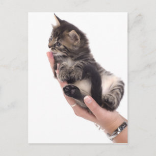 tabby kitten who licks postcard