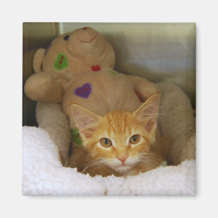 Tabby Kitten With Teddy Bear Magnet