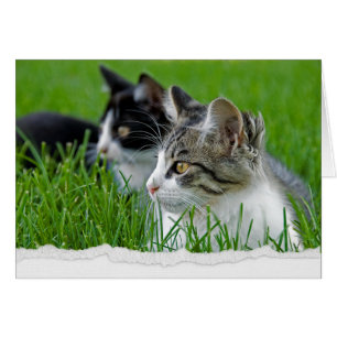 Tabby Kittens en herbe pour penser à vous