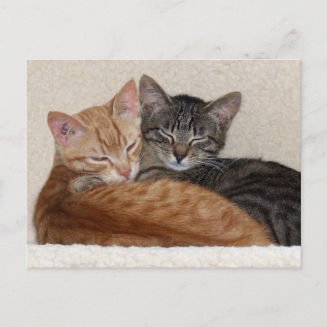 Tabby Kittens Postcard (Front)