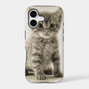 Tabby Kitty