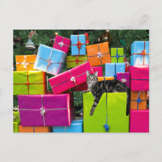 Tabby kitty cat Christmas Postcard