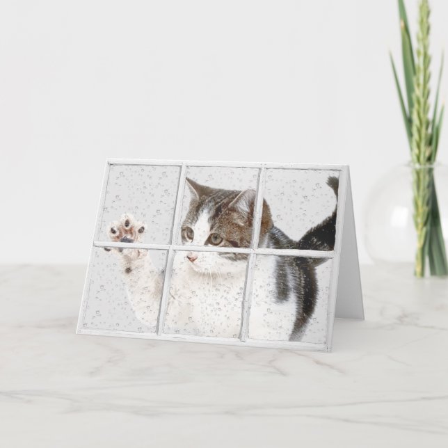 tabby kitty in window birthday card (Front)