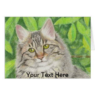 Tabby Longhair