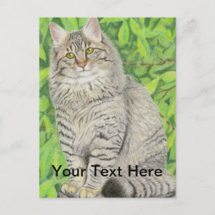 Tabby Longhair Postcard