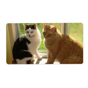Tabby orange Chat/Chat noir et blanc