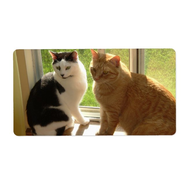 Tabby orange Chat/Chat noir et blanc (Devant)