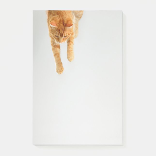 Tabby orange Post-it® Notes 4 x 6 (Devant)