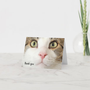 Tabby Pet Care Thank You