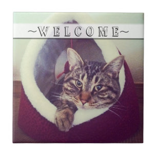 Tabby Relaxing In Hut Close-Up Photograph Custom Tile