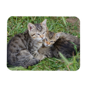 Tabby Sisters 3"x4" Magnet