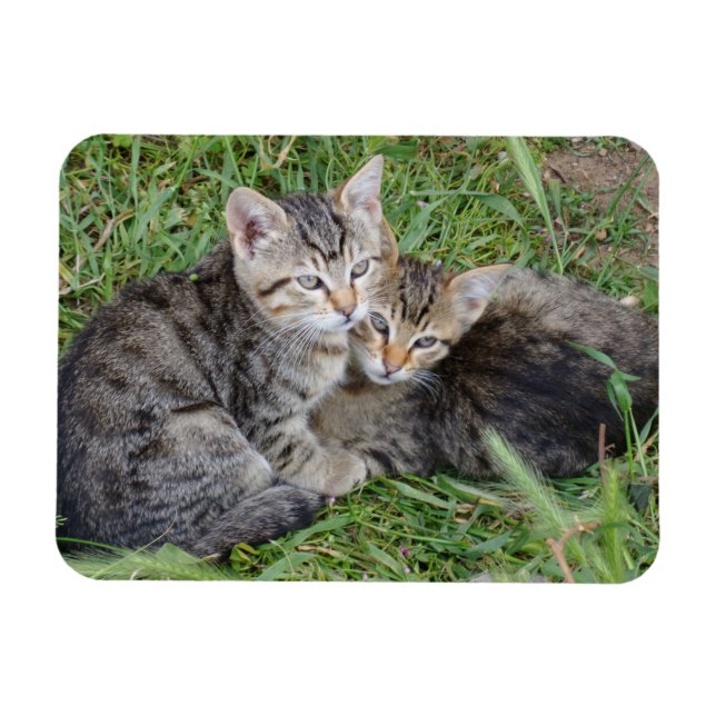 Tabby Sisters 3"x4" Magnet (Horizontal)
