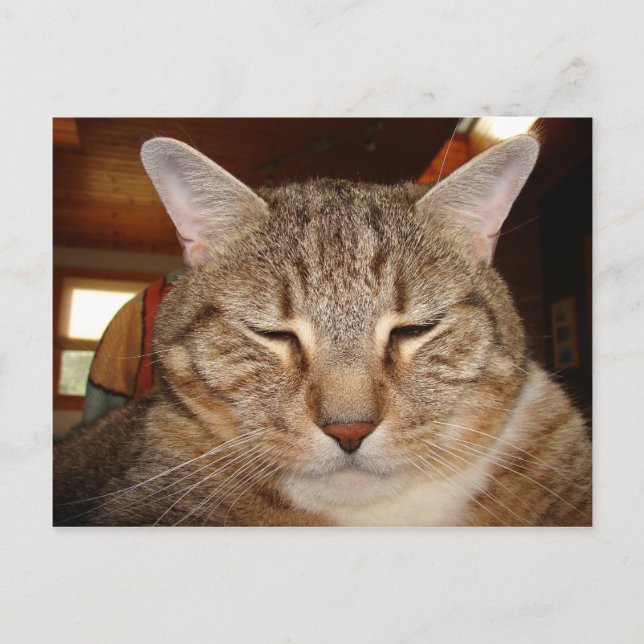 Tabby Tiger Cat Postcard (Front)