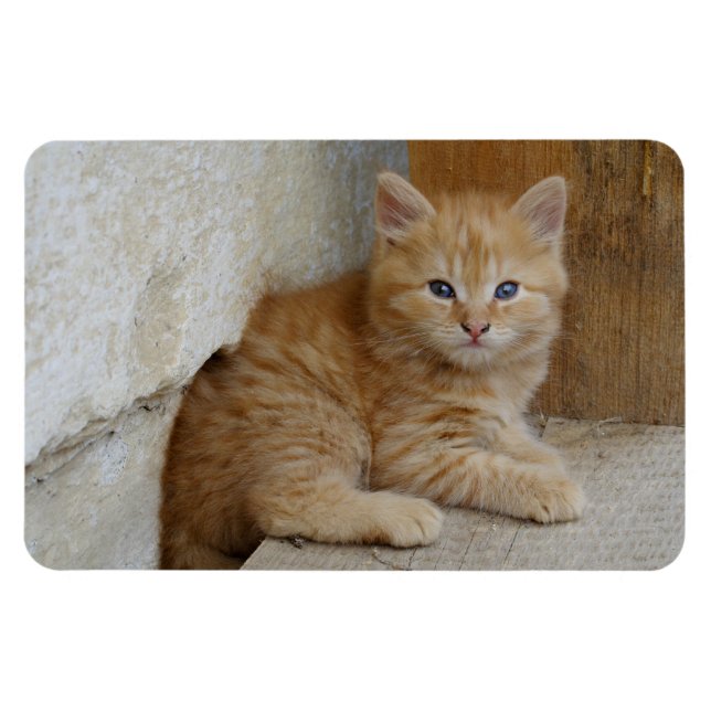 Tabby Tomcat Kitten Magnet (Horizontal)