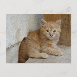 Tabby Tomcat Kitten Postcard