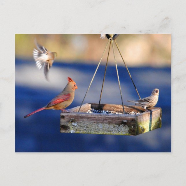 Table de petit-déjeuner (oiseaux) Carte postale (Devant)
