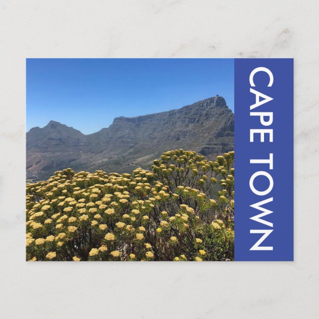 table mountain flowers postcard (Front)