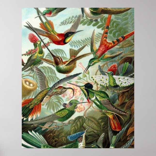 tableau classique de la faune des oiseaux colibris (Devant)