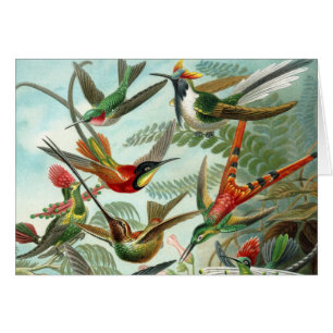 tableau classique de la faune des oiseaux colibris