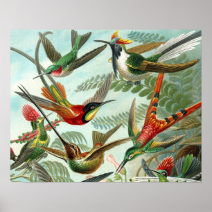 tableau classique de la faune des oiseaux colibris