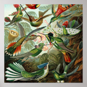 tableau classique de la faune des oiseaux colibris