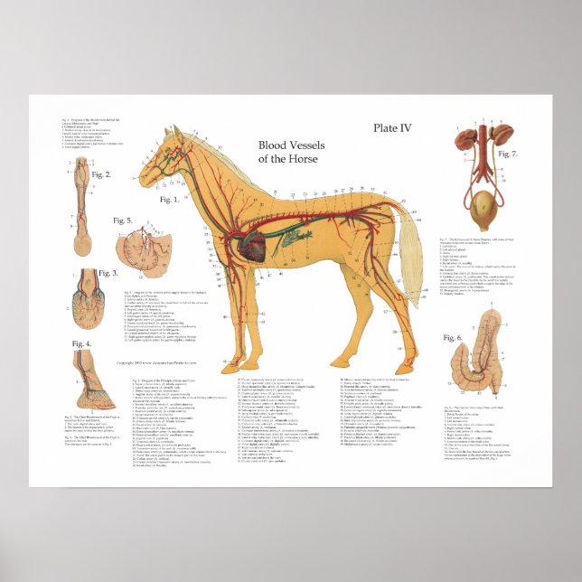 Tableau d'affichage de l'anatomie vasculaire du ch (Devant)