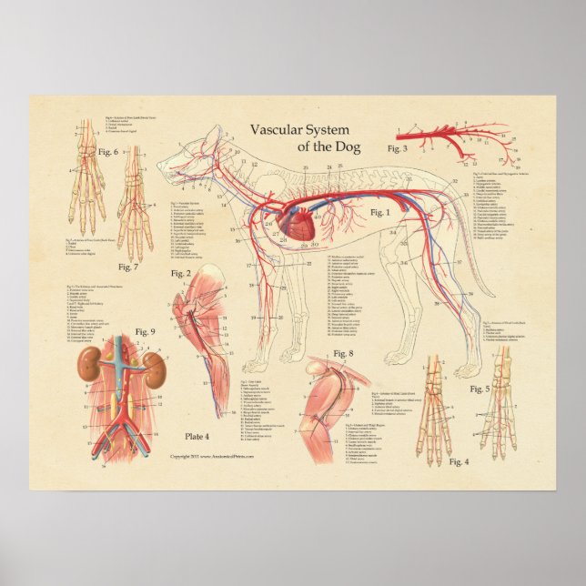 Tableau d'anatomie cardiaque du système vasculaire (Devant)