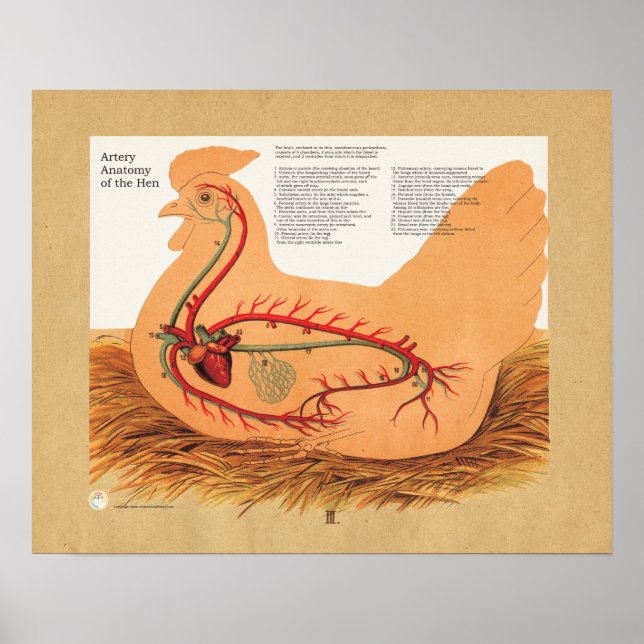 Tableau d'anatomie de l'artère de poulets (Devant)