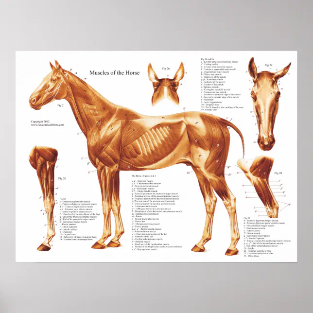 Affiche Le cheval : Muscles superficiels