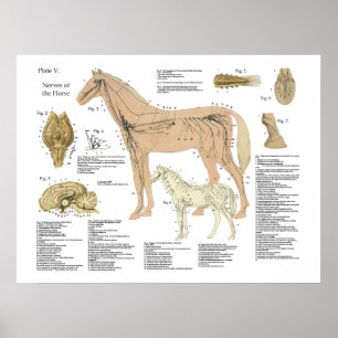 Tableau d'anatomie du système nerveux du cheval