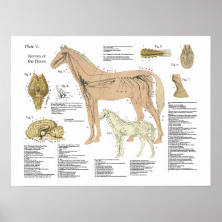 Tableau d'anatomie du système nerveux du cheval