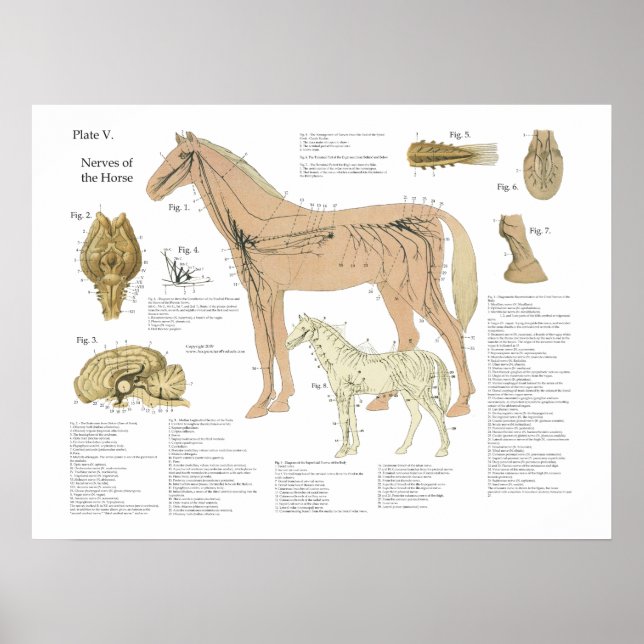 Tableau d'anatomie du système nerveux du cheval (Devant)
