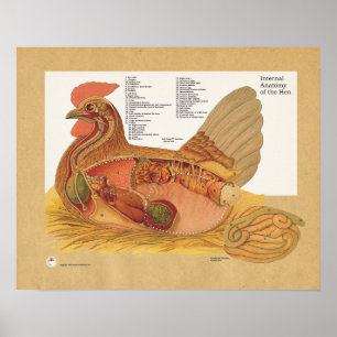 Tableau d'anatomie interne de poulets