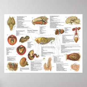 Tableau d'anatomie interne du cheval 18" X 24"