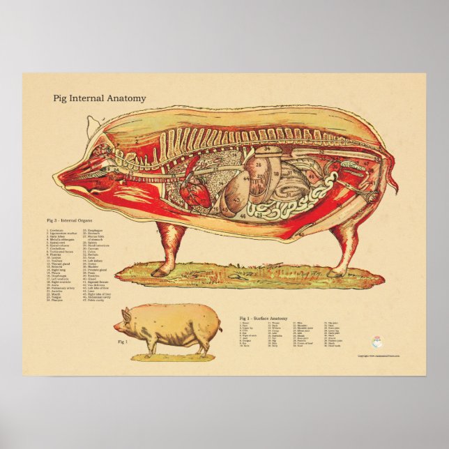 Tableau d'anatomie interne vétérinaire de porc (Devant)